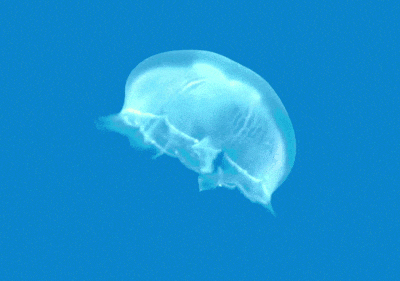 Jellyfish